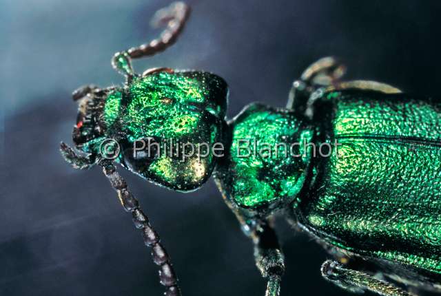 Lytta vesicatoria.JPG - in "Portraits d'insectes" ed. SeuilLytta vesicatoriaCantharide officinaleSpanish flyColeopteraMeloidaeFrance